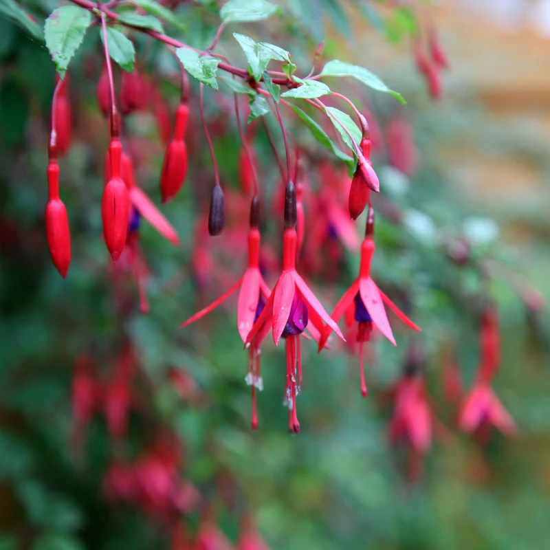 Fuchsien Brilliant (x3)