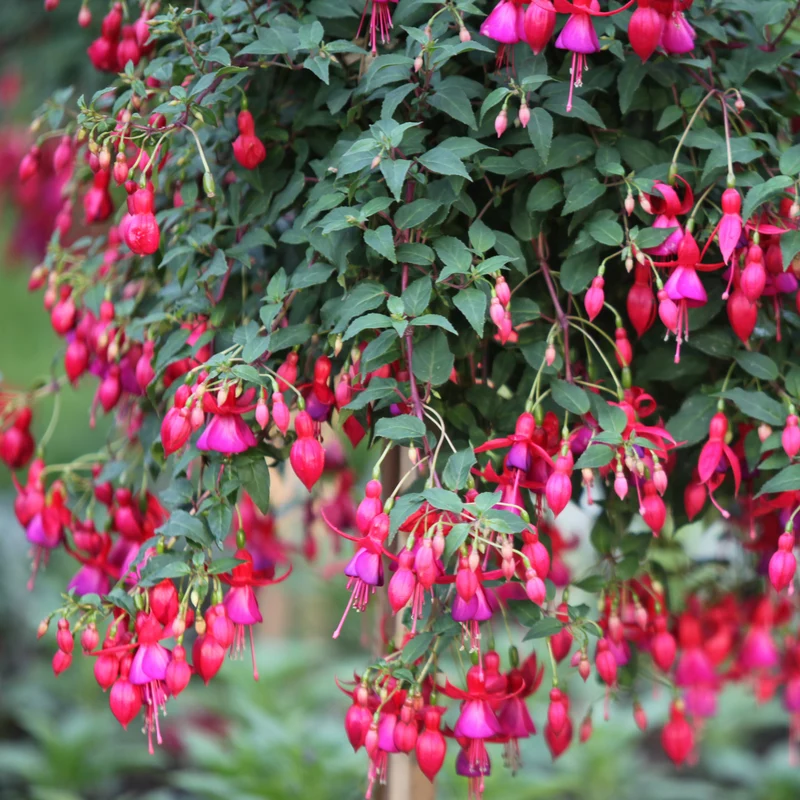 Fuchsien Brilliant (x3)