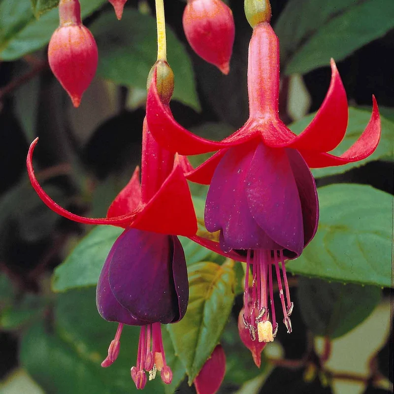 Fuchsien Brilliant (x3)