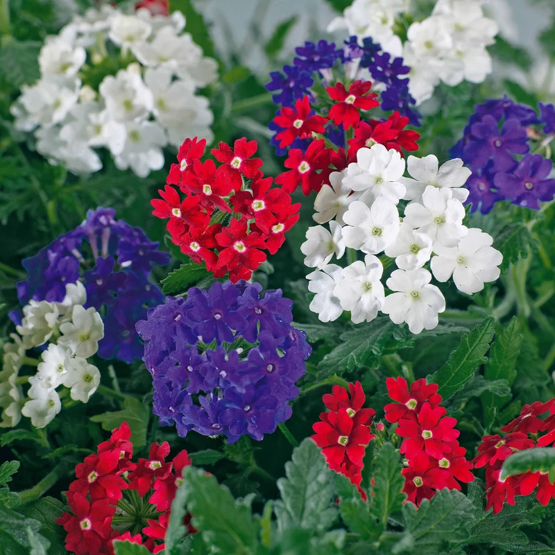 Verbenen Mischung Rot/Weiß/Blau (x3)