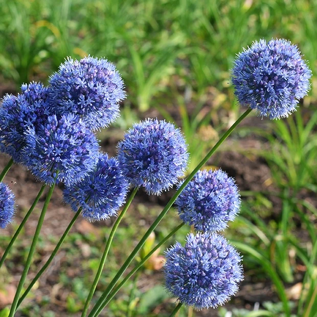 Enzianlauch (x20)