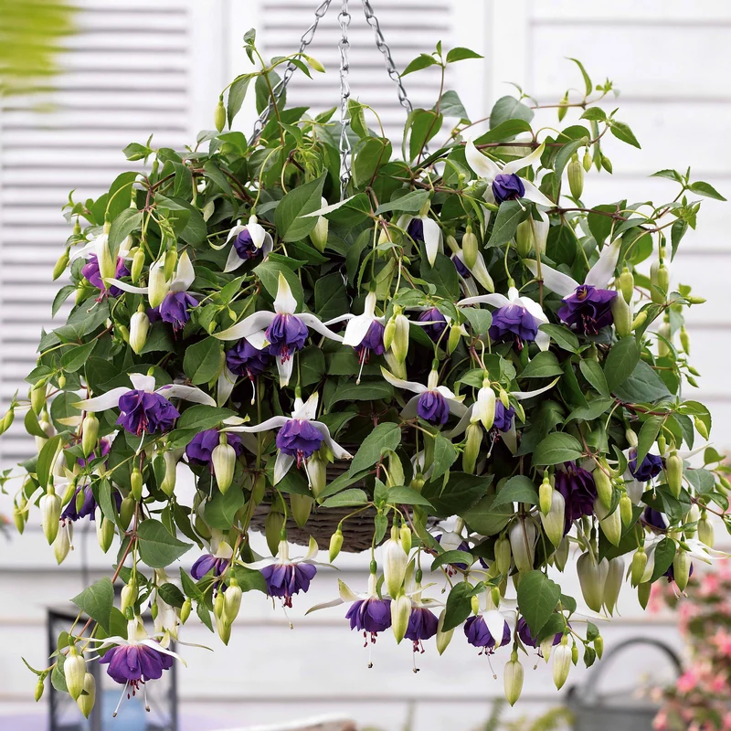 Hängende Fuchsien Blue Angel (x3)