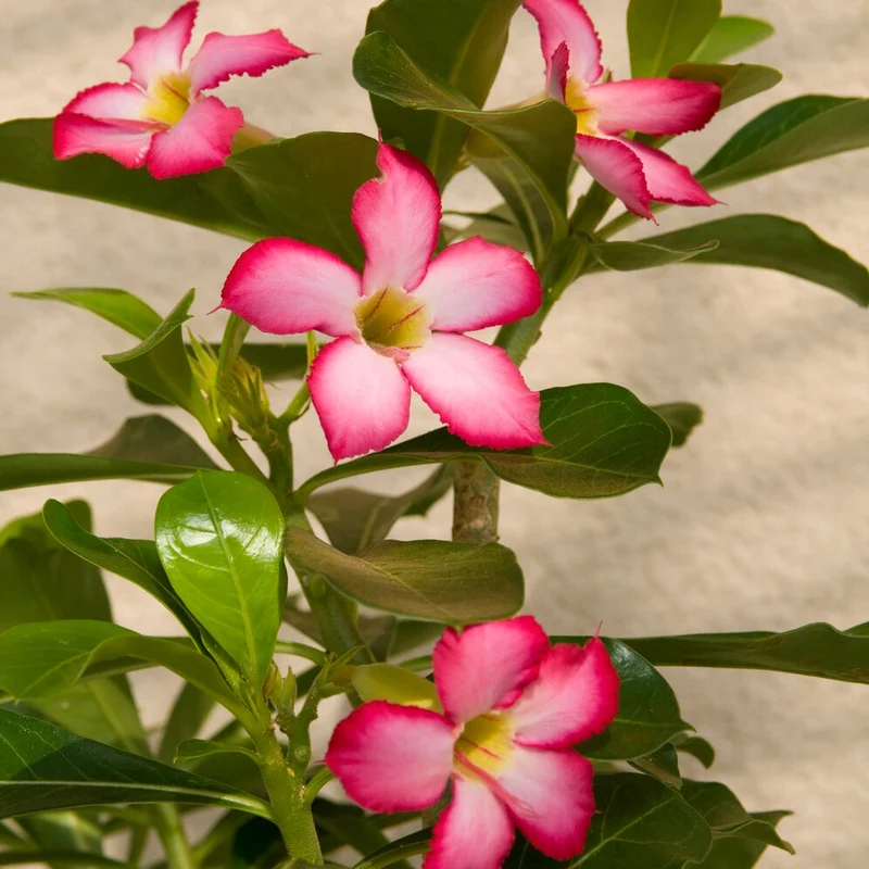Wüstenrose