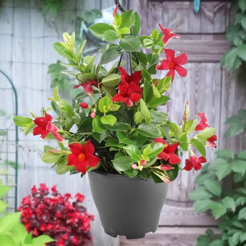 Dipladenia rot