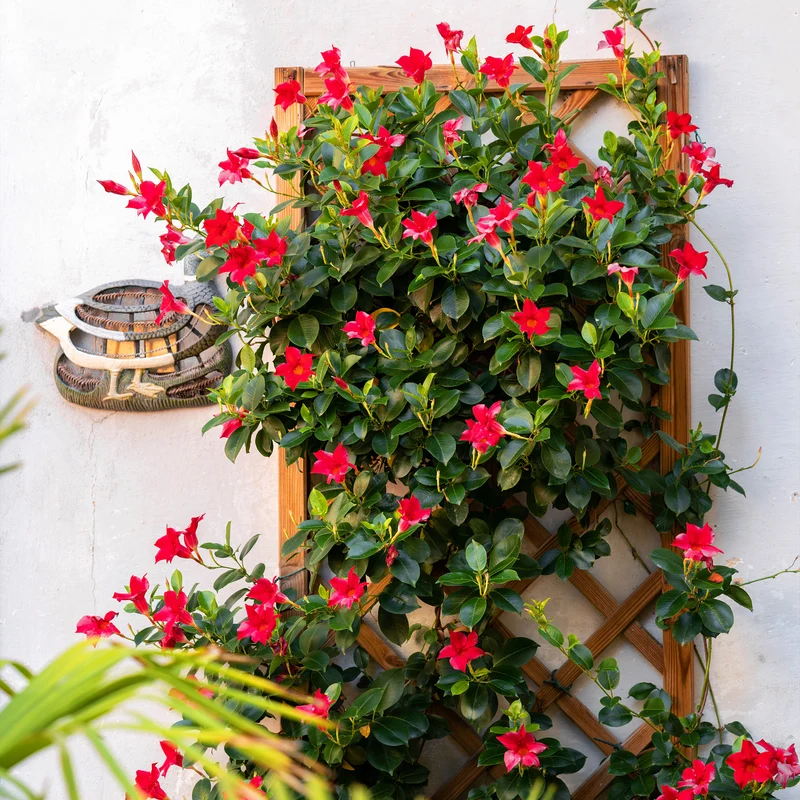 Dipladenia rot
