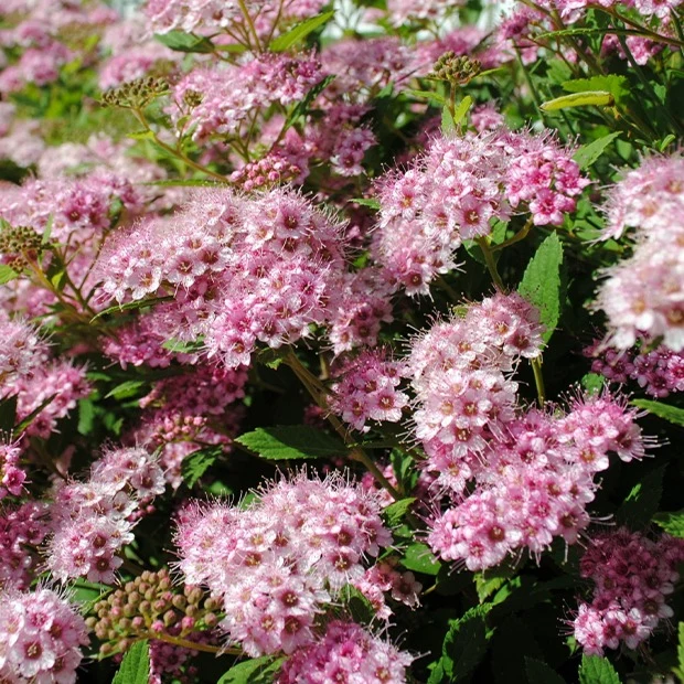 Japan-Spierstrauch ‘Genpei’