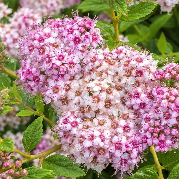 Japan-Spierstrauch ‘Genpei’