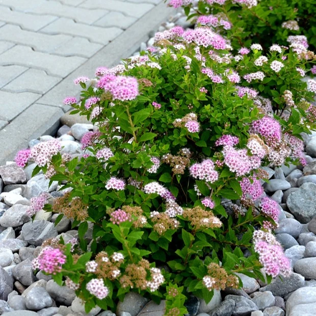 Japan-Spierstrauch ‘Genpei’