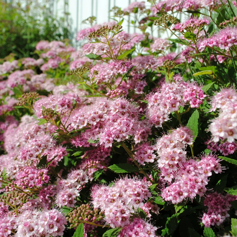 Japan-Spierstrauch ‘Genpei’