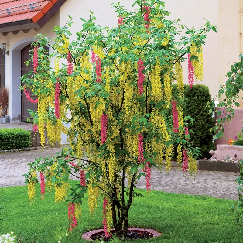 Zweifarbiger Goldregen