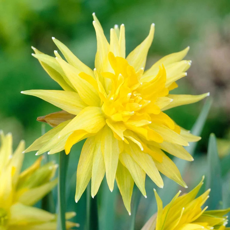 Narzissen 'Rip van Winkle' (x5)