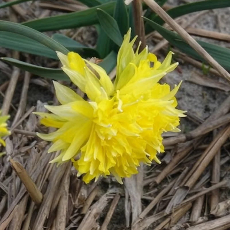 Narzissen 'Rip van Winkle' (x5)