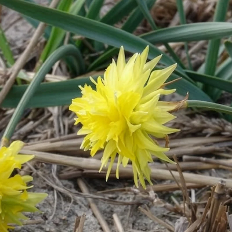 Narzissen 'Rip van Winkle' (x5)