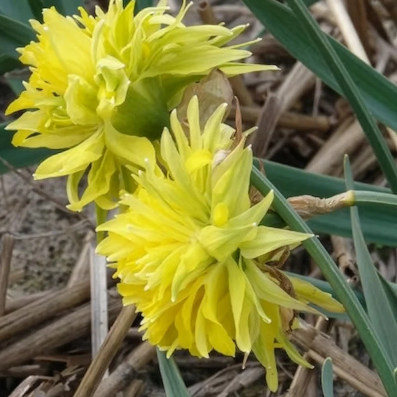 Narzissen 'Rip van Winkle' (x5)