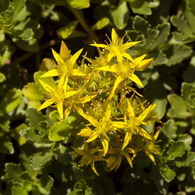 Scharfer Mauerpfeffer (x2)