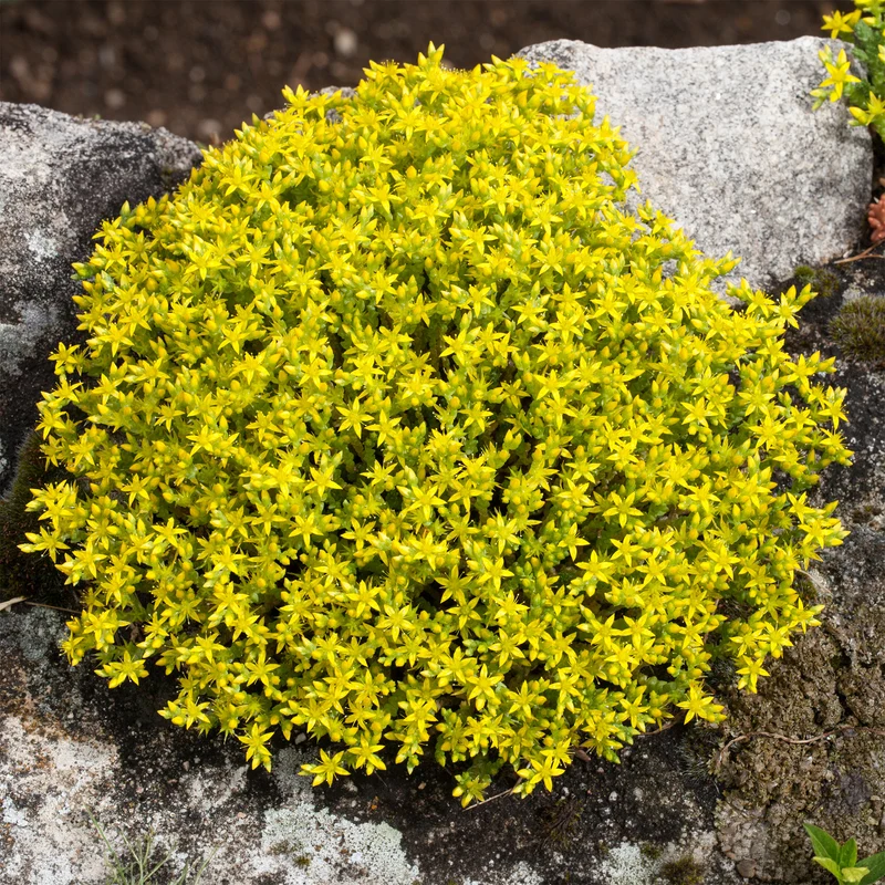 Scharfer Mauerpfeffer (x2)