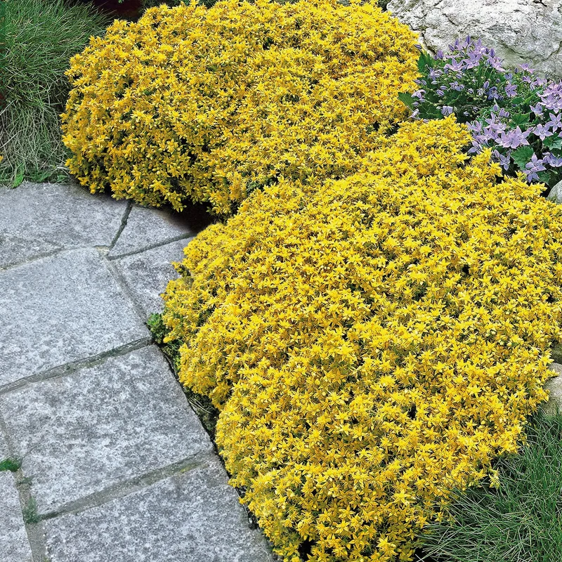 Scharfer Mauerpfeffer (x2)
