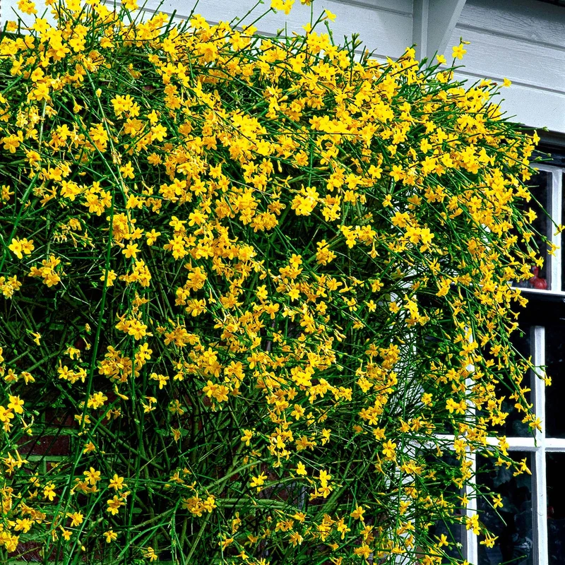 Winterjasmin