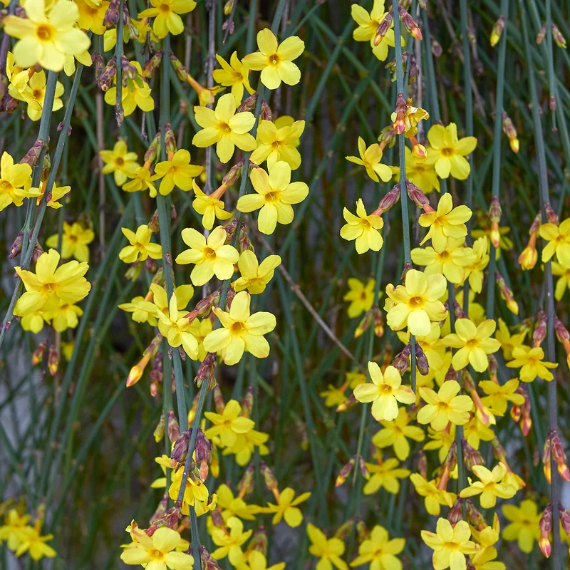 Winterjasmin