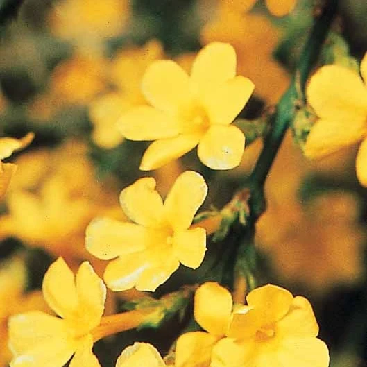 Winterjasmin
