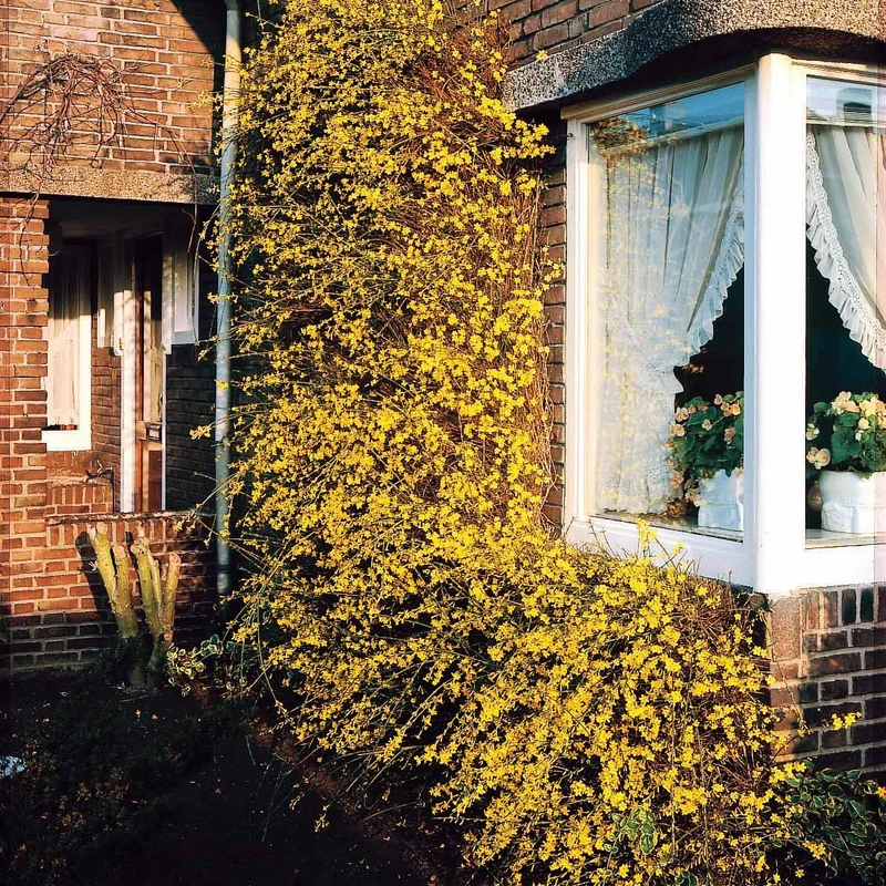 Winterjasmin