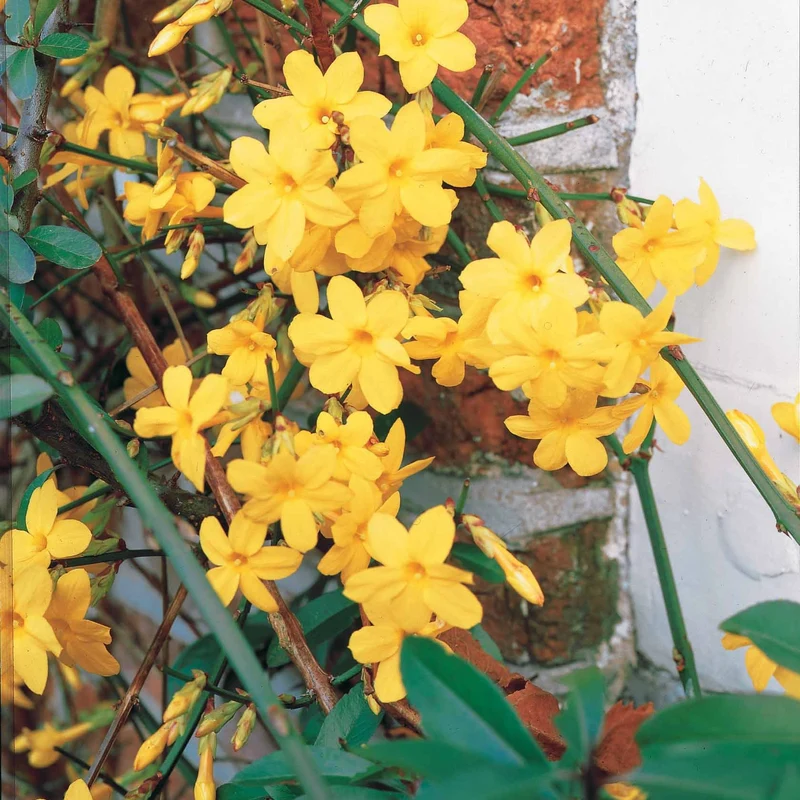 Winterjasmin