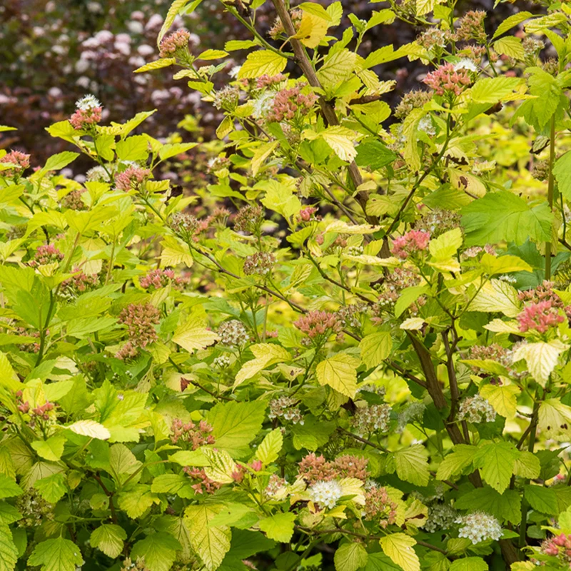 Blasenspiere ‘Dart’s Gold’