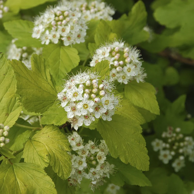 Blasenspiere ‘Dart’s Gold’
