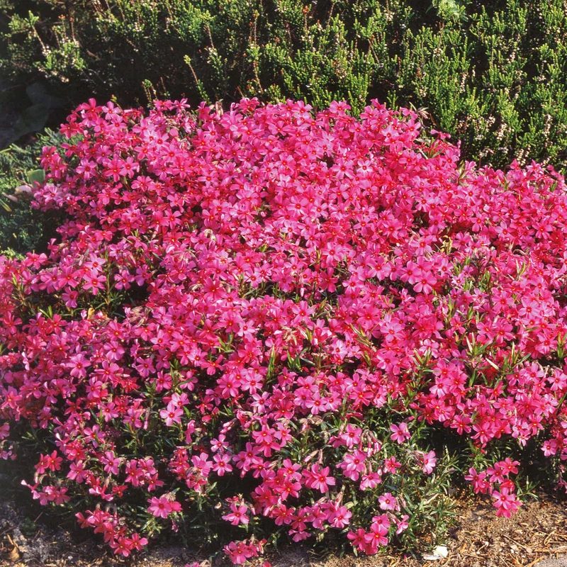 Polster-Phlox ‘Moerheimii’