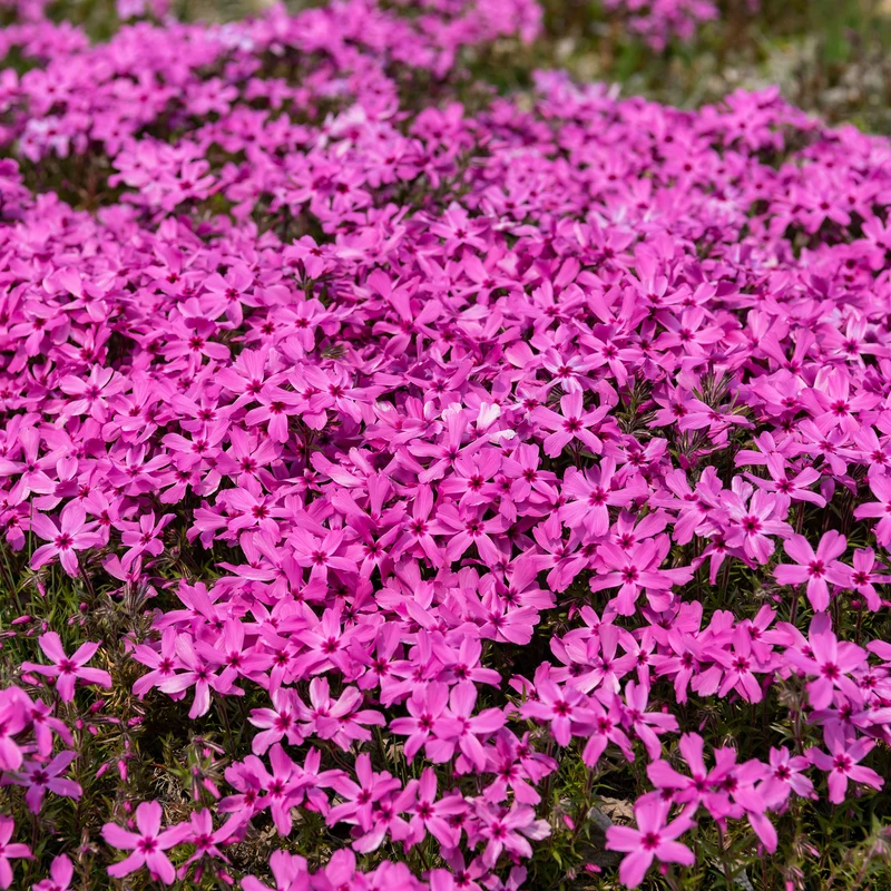 Polster-Phlox ‘Moerheimii’