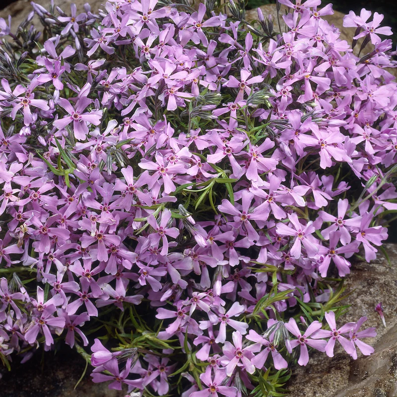 Polster-Phlox ‘Moerheimii’