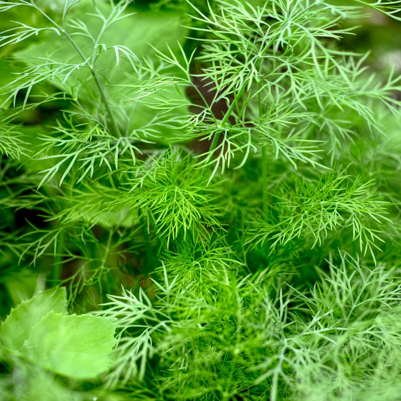 Dill Bouquet