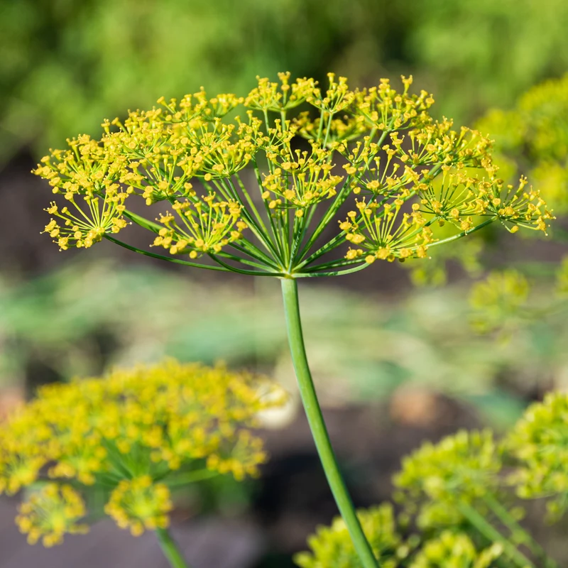 Dill Bouquet