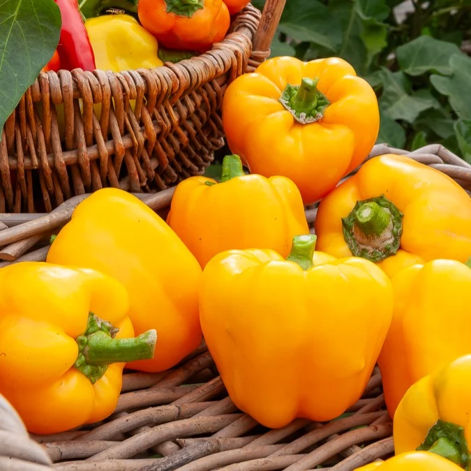 Paprika ‘California Wonder Yellow’