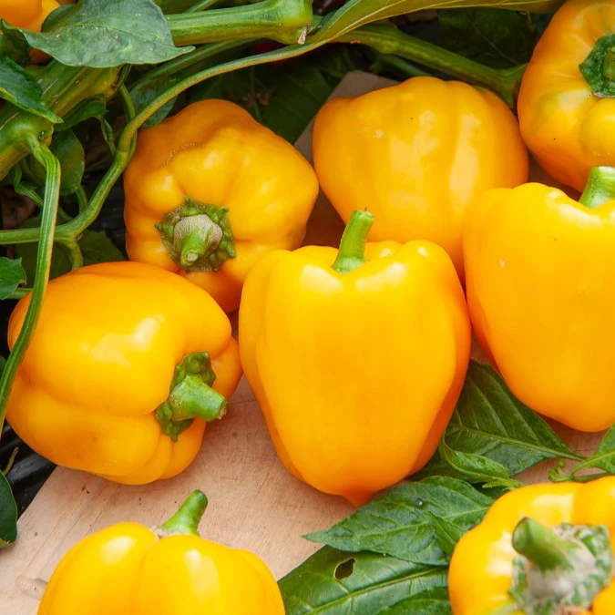 Paprika ‘California Wonder Yellow’