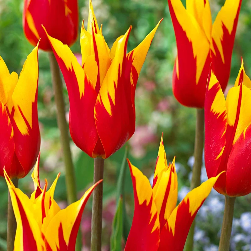 Tulpen 'Fire Wings' (x10)