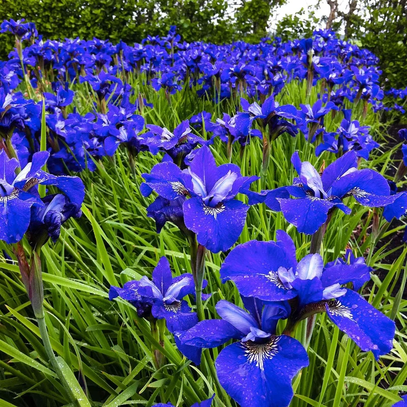 Sibirische Schwertlilie ‘Blue Bird’ (x3)