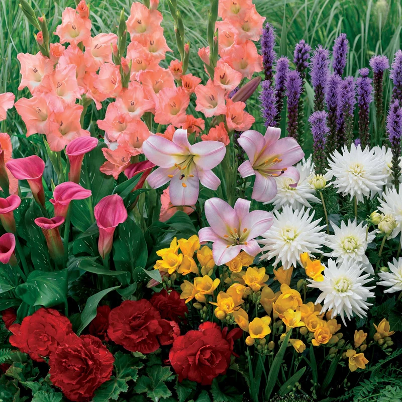 Sommerblumenzwiebel Mischung (x31)