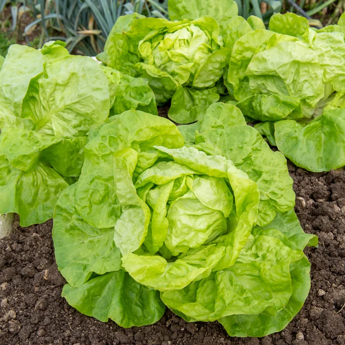 Salat-Kollektion für 6 Monate