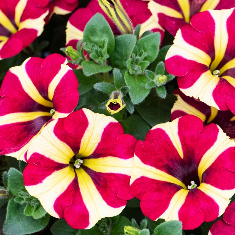 Petunie 'Amore Queen of Hearts' (x3)