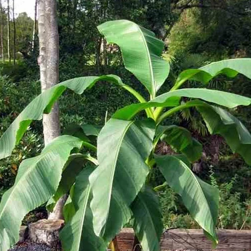 Fruchtbanane 'Dajiao'