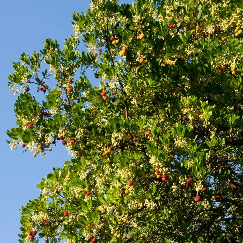 Erdbeerbaum