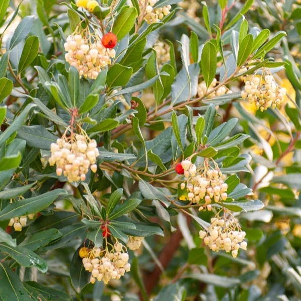 Erdbeerbaum