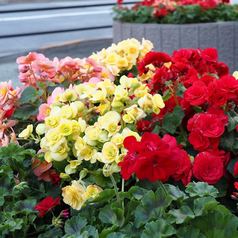 Sommerblumen-Beet-Mix 1,5 m²