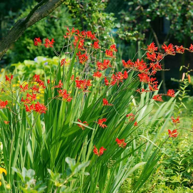 Sommerblumen-Beet-Mix 1,5 m²