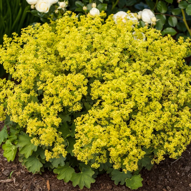 Pflegeleichtes Staudenbeet - Fläche ca. 1,5 m²