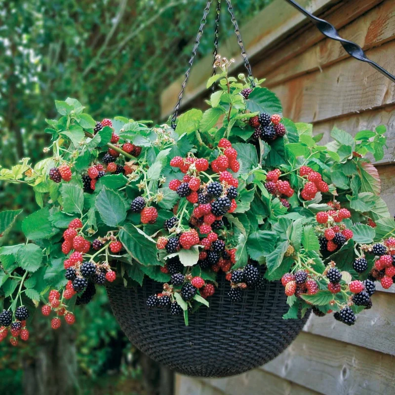 Hänge-Brombeere 'Black Cascade'