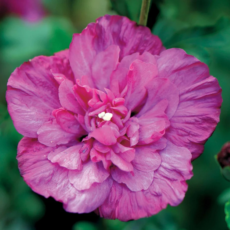 Garteneibisch Magenta Chiffon