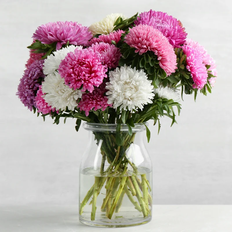 Chrysanthemen-blühende Aster Mischung