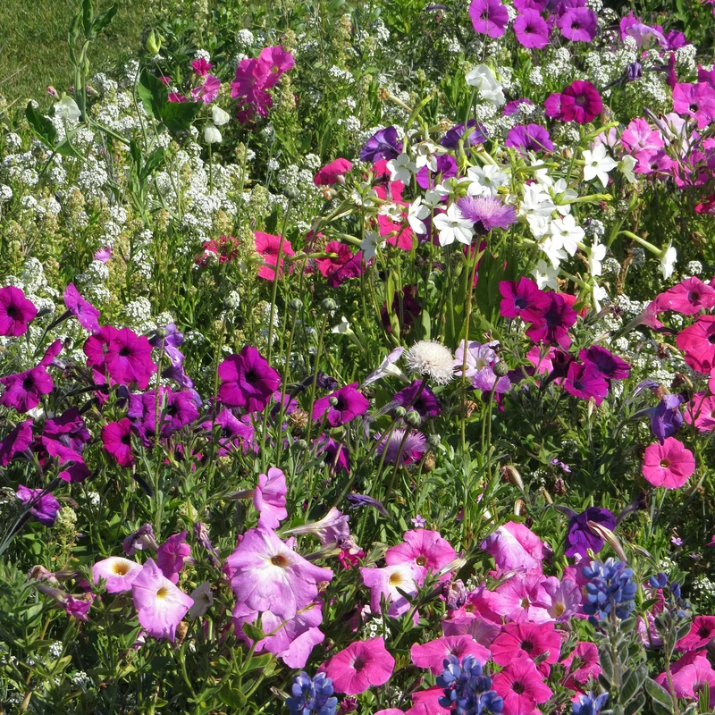 Stark duftende Blumenmischung